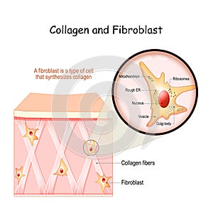 Collagen and fibroblast photo