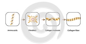 Collagen synthesis. fibroblasts. From Amino acids to Collagen fiber. Anti-aging therapy. Vector illustration. photo