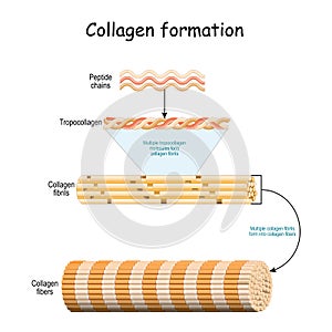 Collagen formation. Vector illustration