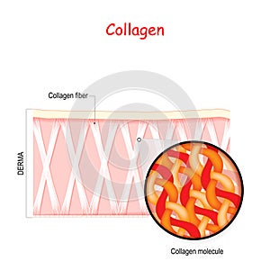 Collagen in the human skin photo