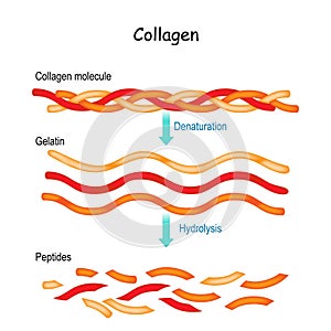 Collagen Hydrolysis and Denaturation