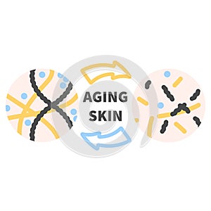 Collagen levels in young and aging skin diagram