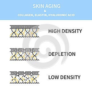 Collagen levels in young and aging skin diagram
