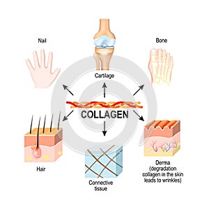 Collagen is the main structural protein in the: connective tissues, cartilages, bones, nails, derma and hair. photo