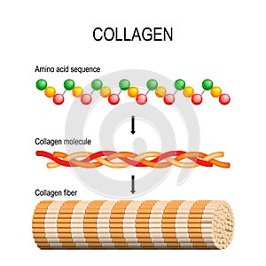 Collagen. Molecular structure.