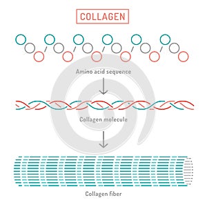 Collagen molecular structure. Connective tissue protein diagram. photo