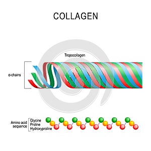 Collagen. Molecular structure. photo