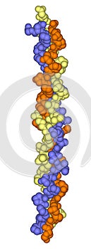 Collagen molecule