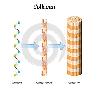 Collagen molecule. Structure of a collagen fibers