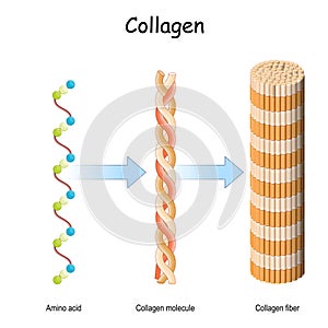 Collagen molecule. Structure of a collagen fibers photo