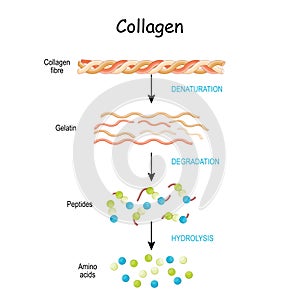 Collagen peptides are digested and broken down into amino acids photo