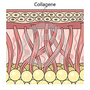 Collagen protein structure diagram medical science