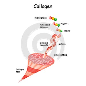 Collagen Structure