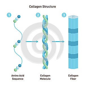 Collagen structure. Amino acid sequence chain form three polypeptides photo