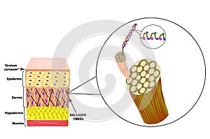 Collagen structure. The structure of the skin. Infographics. Vector illustration on isolated background. photo