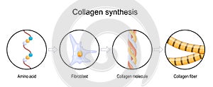 Collagen synthesis.  From Amino acid to Collagen fiber and molecule.