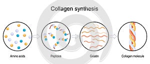 collagen synthesis. From Amino acids and Peptides, to Gelatin and Collagen molecule