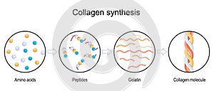 collagen synthesis. From Amino acids and Peptides, to Gelatin and Collagen molecule photo