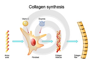 Collagen synthesis with fibroblast, Vitamin C and Enzymes