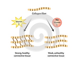 Collagen, Vitamin C. Collagen fibers. Connective tissue. Beauty nutrition skin care, Anti-aging therapy. Skin elasticity. photo