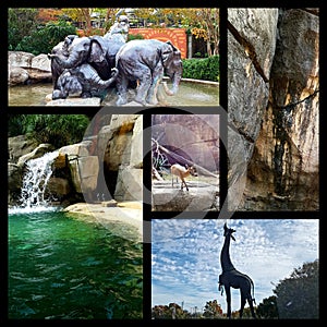 Collages from Dallas zoo