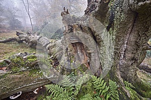 Ancient beech tree in a misty forest on an autumn day