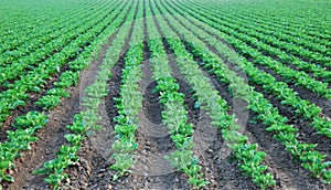 Collard Green Cultivated Field