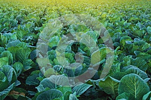 Collard green field photo