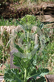 Collard greens, cultivars of Brassica oleracea, also known as Montenegrin cabbage