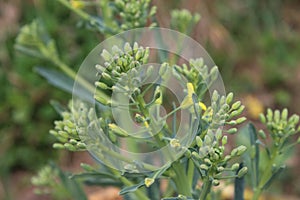 Collard greens, cultivars of Brassica oleracea, also known as Montenegrin cabbage