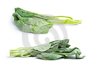 Collard greens. Fresh kale vegetable. Raw organic healthy food. Grocery and supermarket cooking and eating isolated on white