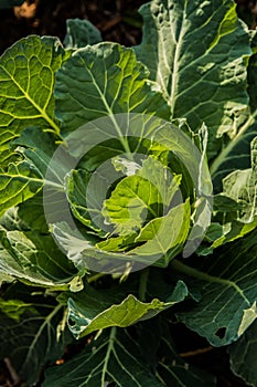 Collard Greens growing in a Sunny Garden