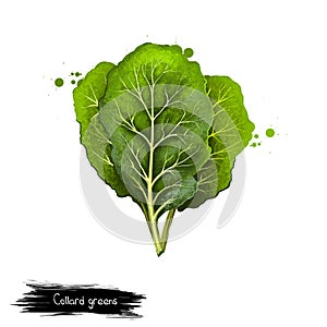 Collard greens isolated on white. Large, dark-colored, edible leaves and as a garden ornamental. Digital art illustration. Organic