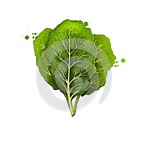 Collard greens isolated on white. Large, dark-colored, edible leaves and as a garden ornamental. Digital art illustration. Organic photo