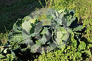 Collard greens leafy vegetable plants with tough stems and large dark green edible leaves growing in local home garden