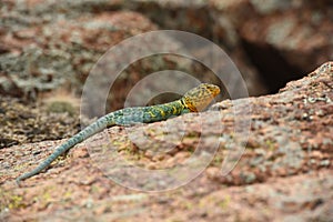 Collard Lizard on a rock in the Wichita Mountains National Wildlife Refuge