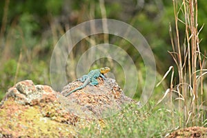 Collard Lizard on a rock in the Wichita Mountains National Wildlife Refuge