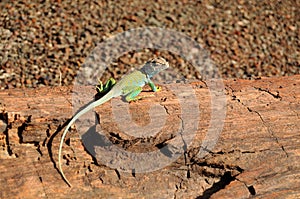 Collard lizard Sunning itself on Petrified Tree