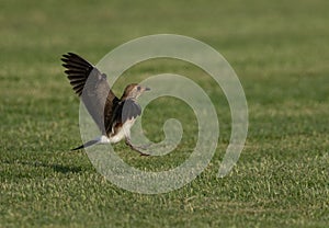 Collard pratincole landing on green, Bahrain