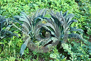 Collard or Tree cabbage two large plants with long thick dark green leaves planted in local garden