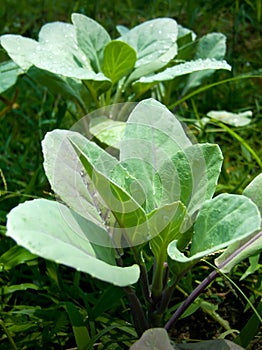 Collards