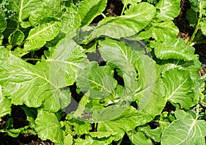 Collards `Green Glaze` growing in the vegetable garden