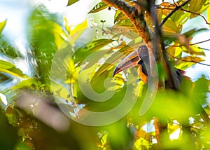 Collared Acari (Accipiter cirrocephalus) Portrait