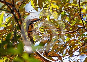 Collared Acari (Accipiter cirrocephalus) Portrait photo