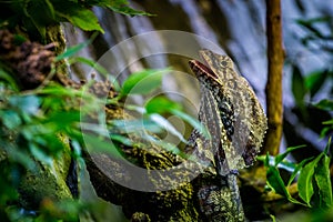 Collared agama on a branch in nature