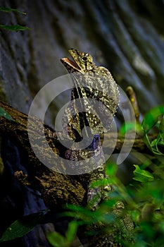 Collared agama on a branch in nature