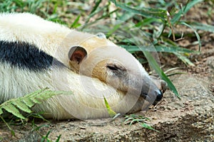 Collared Anteater