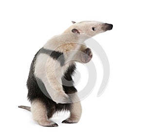 Collared Anteater in front of white background