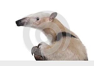 Collared Anteater going out from behind a grey bla