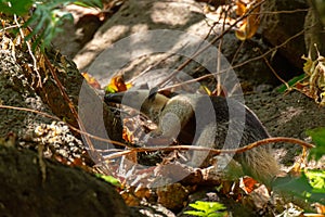 A Collared Anteater in the Jungle of Costa Rica